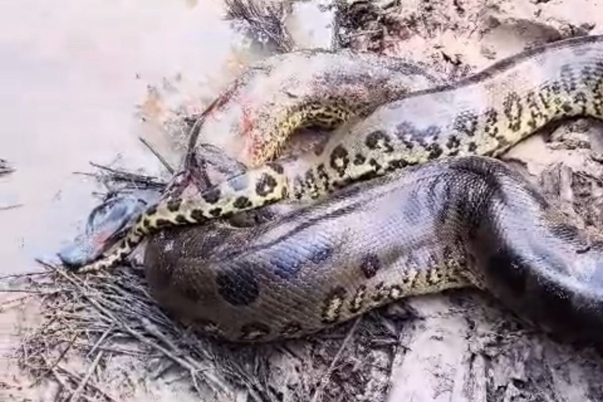 cobra